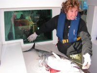 Fangen und vermessen des Thunfisches - zum Vergrößern klicken