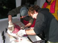 Ausnehmen des Thunfisches durch Andi und Andreas - zum Vergrößern klicken