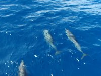 Delphine im Fadenkreuz der Kameras - zum Vergrößern klicken